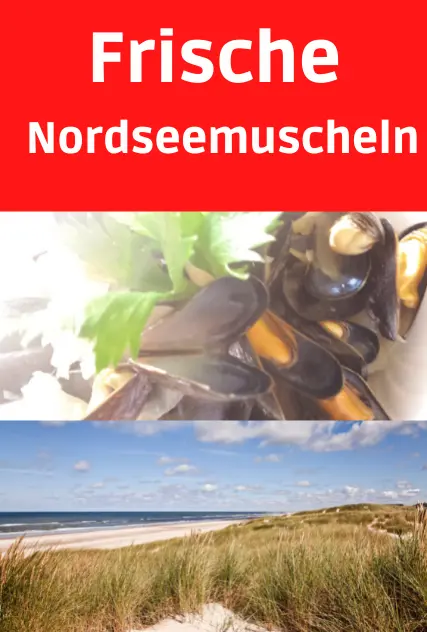 Nordsee-Muscheln